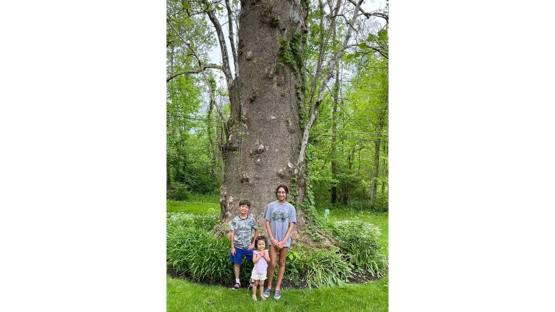 carmel-reveals-city-s-biggest-tree-hamilton-county-reporter