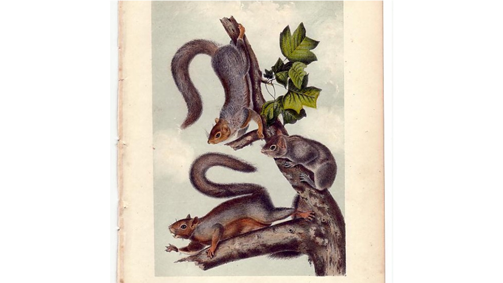 200th Anniversary Of The Great Squirrel Stampede