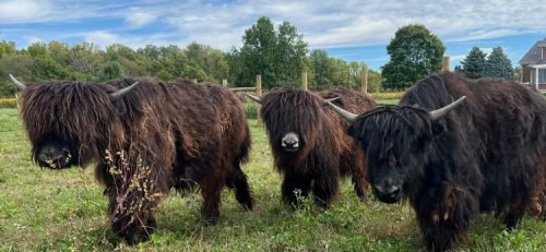 480299058_599952586331051_4967988033173412098_n