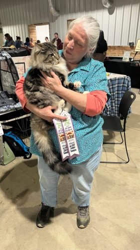 Brook Cole, Nordictale Norwegian Forest Cats, Freddy - brown mackerel tabby with white Norwegian Forest Cat (1)