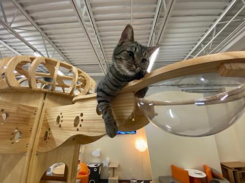 Cat Cafe photo scroll Jay Skinner (9)