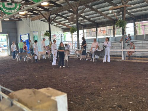 Dairy-Goat-Showmanship-2