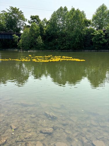 Duck Race 2025-Schwartz_4855