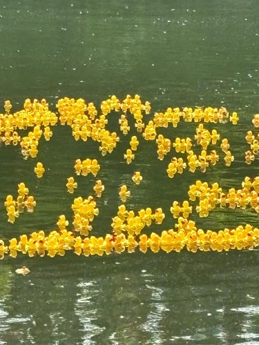 Duck Race 2025-Schwartz_4857