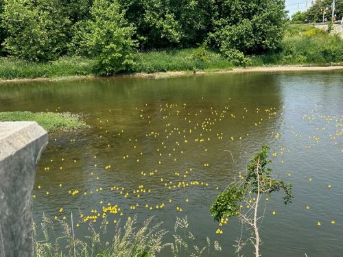 Duck Race 2025_ducks everywhere