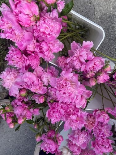 Peony Fest 2025_Buckets of peonies closeup