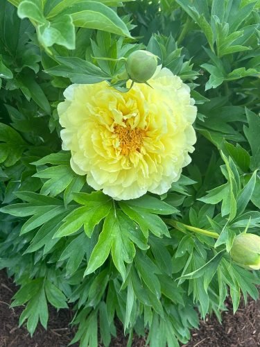 Peony Fest 2025_Peony Closeup