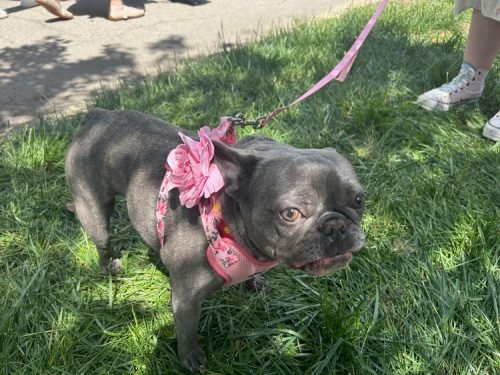 Peony Fest 2025_Peony Dog