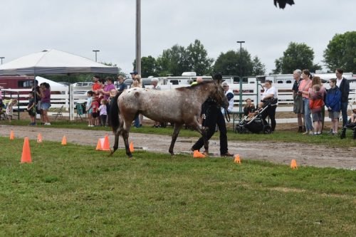 horse showmanship 1