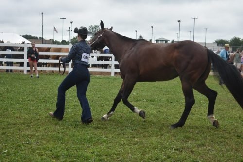 horse showmanship 10- #801