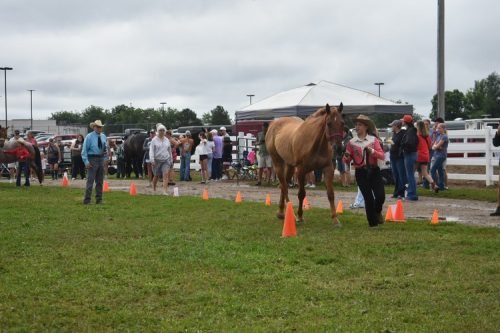 horse showmanship 12- #845