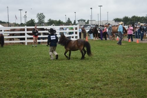 horse showmanship 3- #857