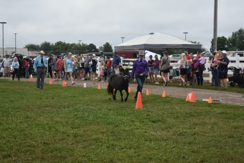 horse showmanship 5