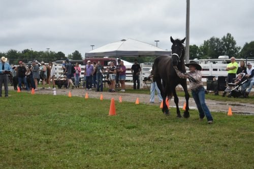 horse showmanship 6
