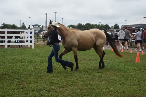 horse showmanship 7- #851