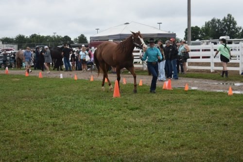 horse showmanship 9- #899